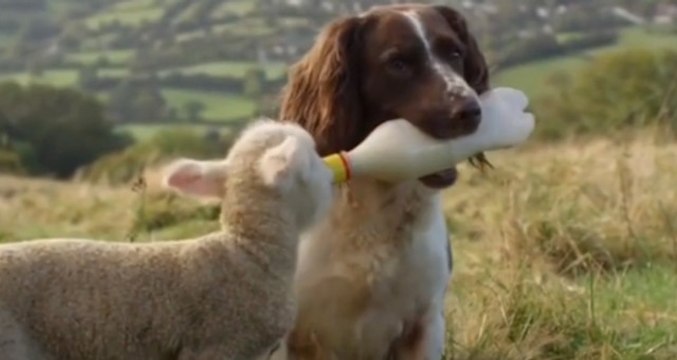 Köpeğin Kuzuyu Beslemesi Sosyal Medyada Rekor Kırdı