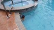 Un bébé de 12 mois nage sans l'aide de ses parents dans une piscine