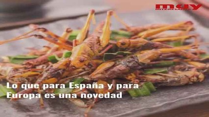 Comer insectos será común en Europa