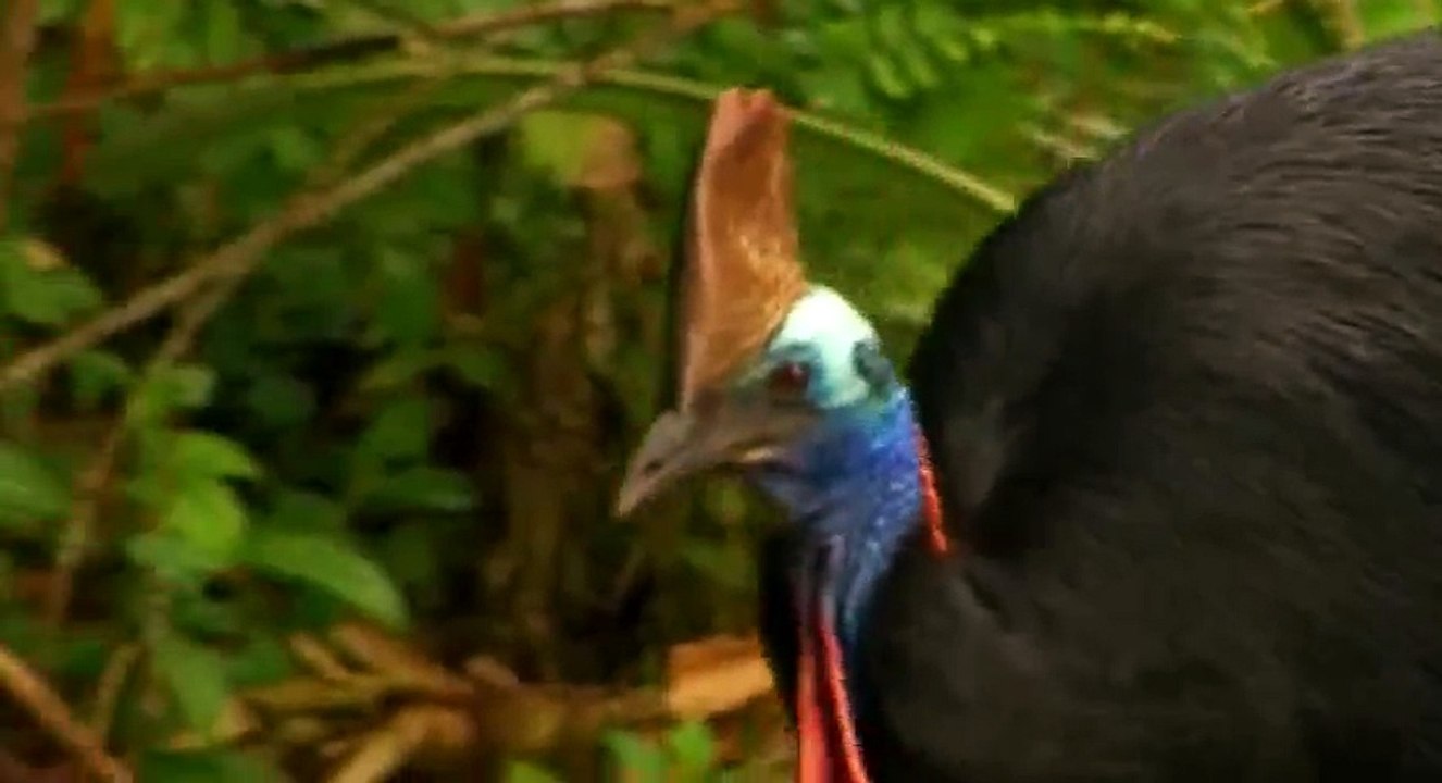 Great Barrier Reef S01 - Ep02 Reef to Rainforest -. Part 02 HD Watch