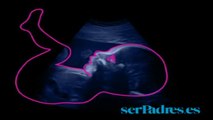 Semanas 25-28. El bebé en el vientre materno