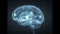 Curiosidades sobre el cerebro humano