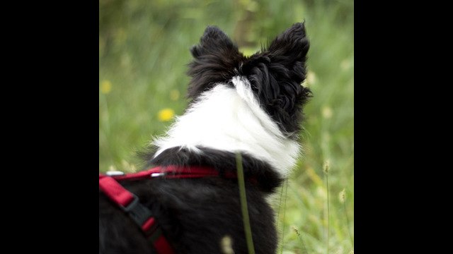 ¿Cuál es el perro más inteligente del mundo?