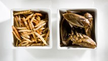 Comer insectos, ¡ya es una realidad en España!