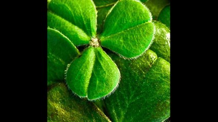 ¿Por qué se celebra el Día de San Patricio?