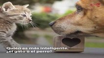 ¿Quién es más inteligente, el perro o el gato?