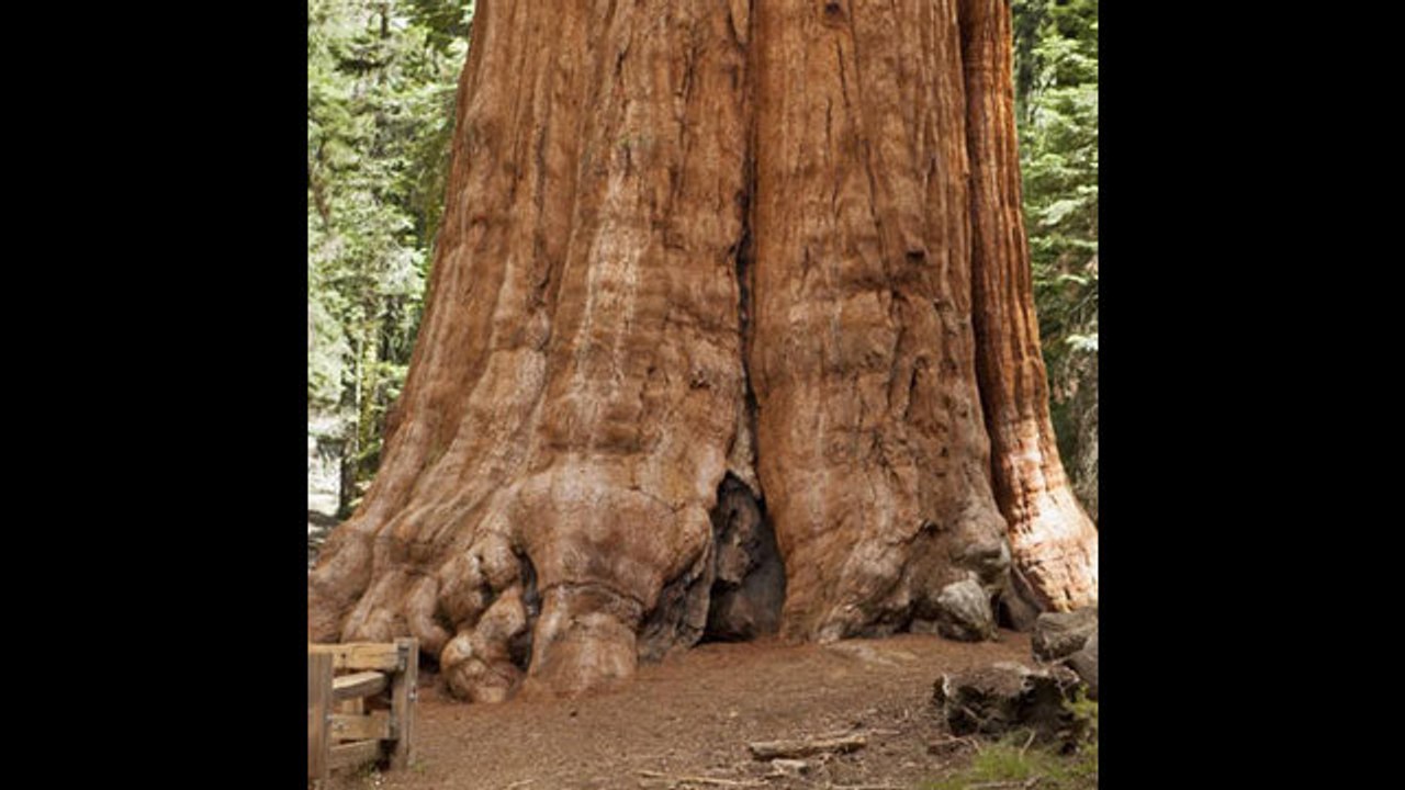 Curiosidades del Parque Nacional de las Secuoyas