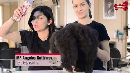 Por qué es importante afeitar la zona anal del perro