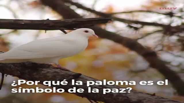 ¿Por qué el símbolo de la paz es una paloma?
