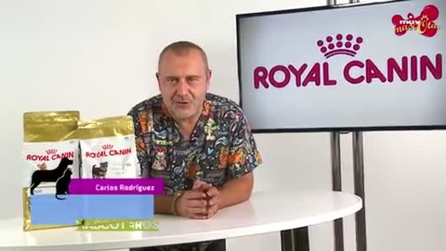 La alimentación en perros de razas pequeñas