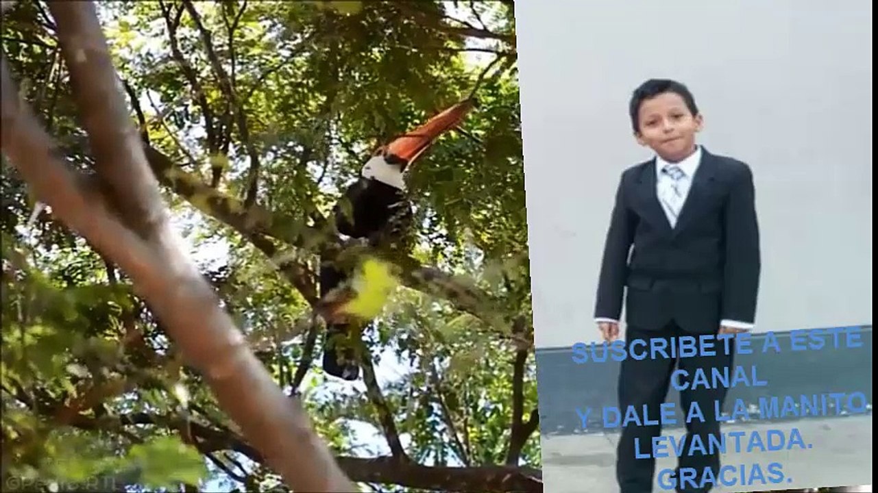 "LAS BIENAVENTURANZAS,. Niño: David B.Ferruzzo"