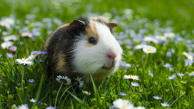 ¿Crees que lo sabes todo de las cobayas?