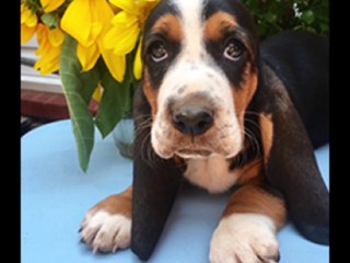 basset hound puppies