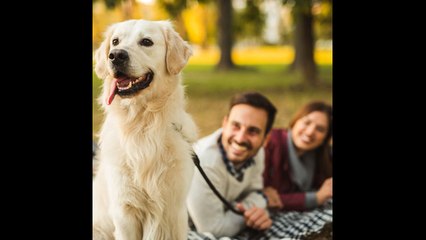 ¿Cuánto cuesta tener perro?