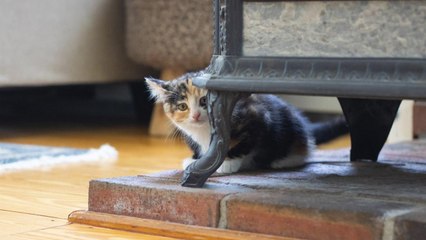 ¿A qué le tienen miedo los gatos?