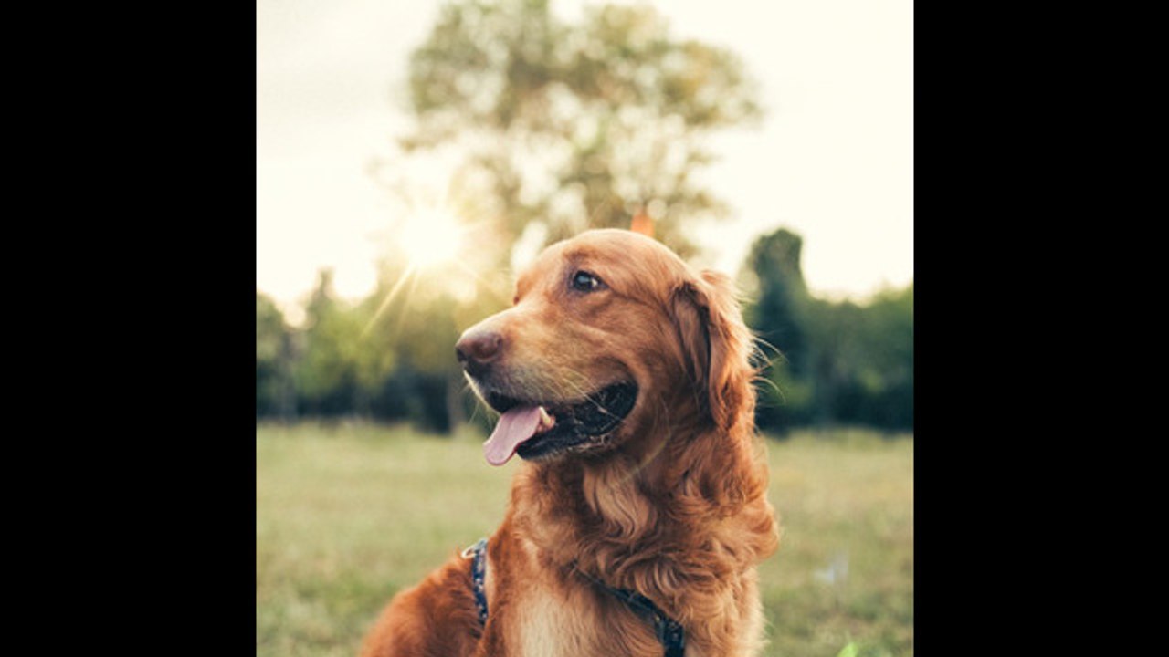 Los mejores trucos para cuidar el pelo y la piel de nuestras mascotas
