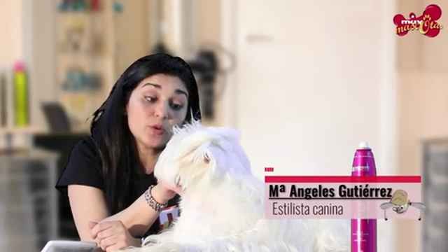 ¿Con qué frecuencia hay que bañar al perro?