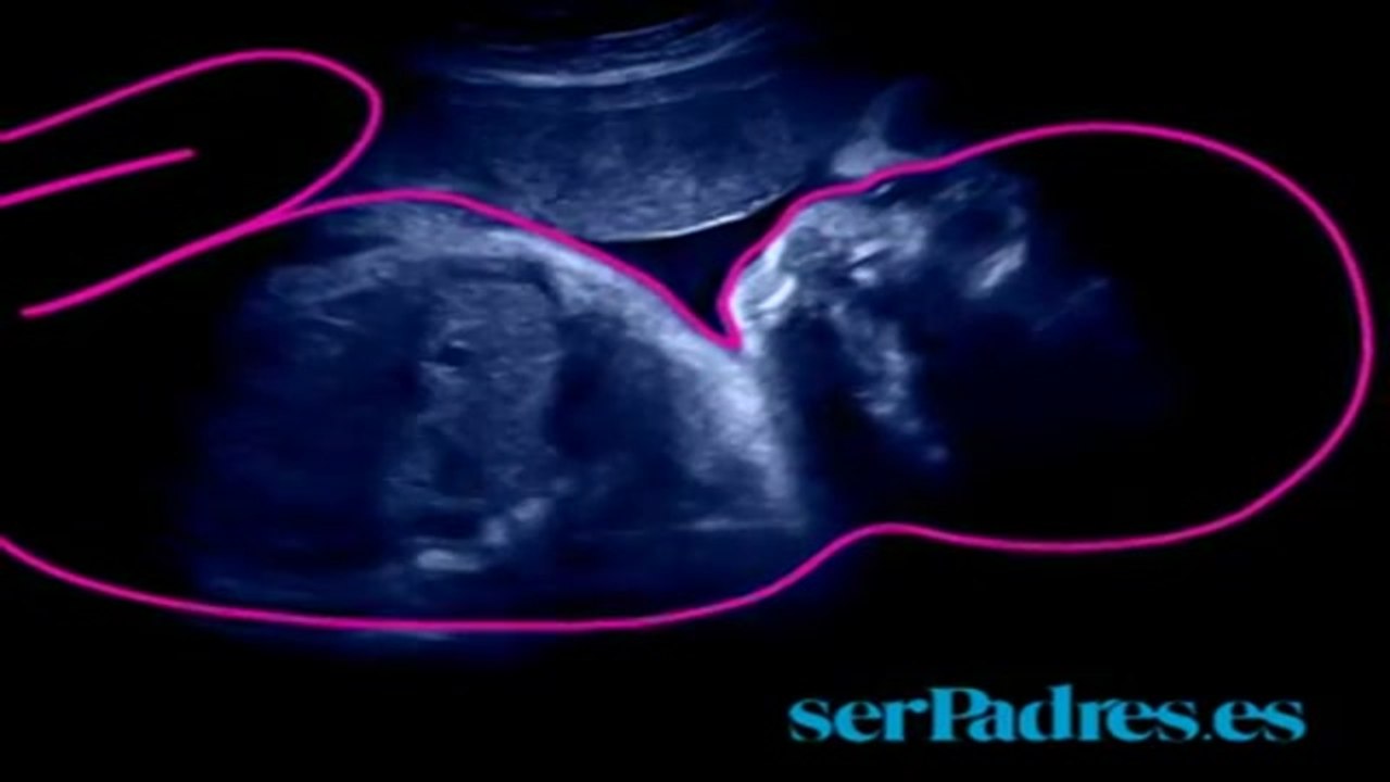 Vídeo. El bebé en el vientre materno. Semanas 3...