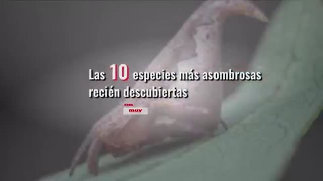 Las 10 especies más asombrosas recién descubiertas