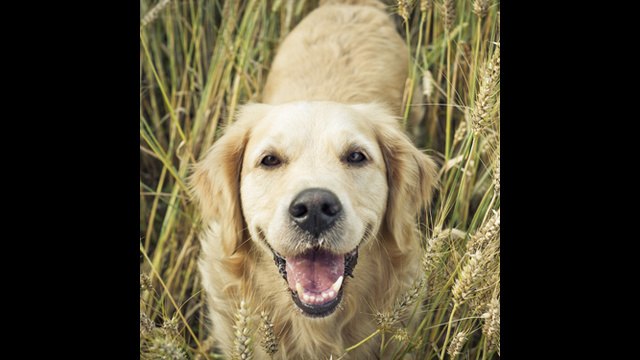 ¿Sabes que los perros también pueden ser celíacos?