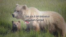 Familia de osos