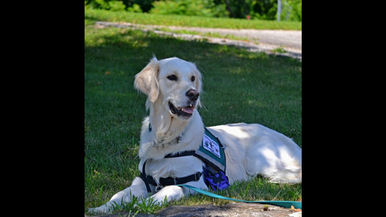 Cruz Roja pone en marcha la terapia asistida por perros