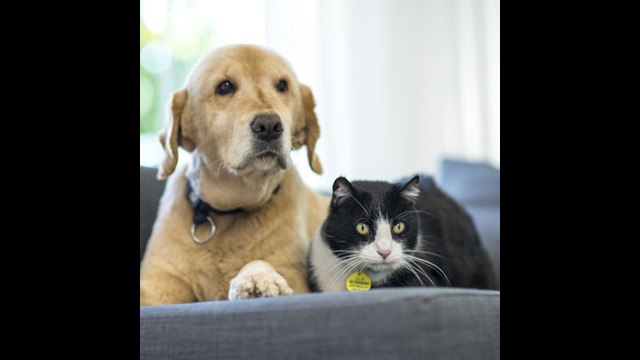 Cómo proteger a tu mascota de los insectos este verano