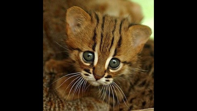 ¿Quieres saber cuáles son las razas de gatos más pequeñas que existen?