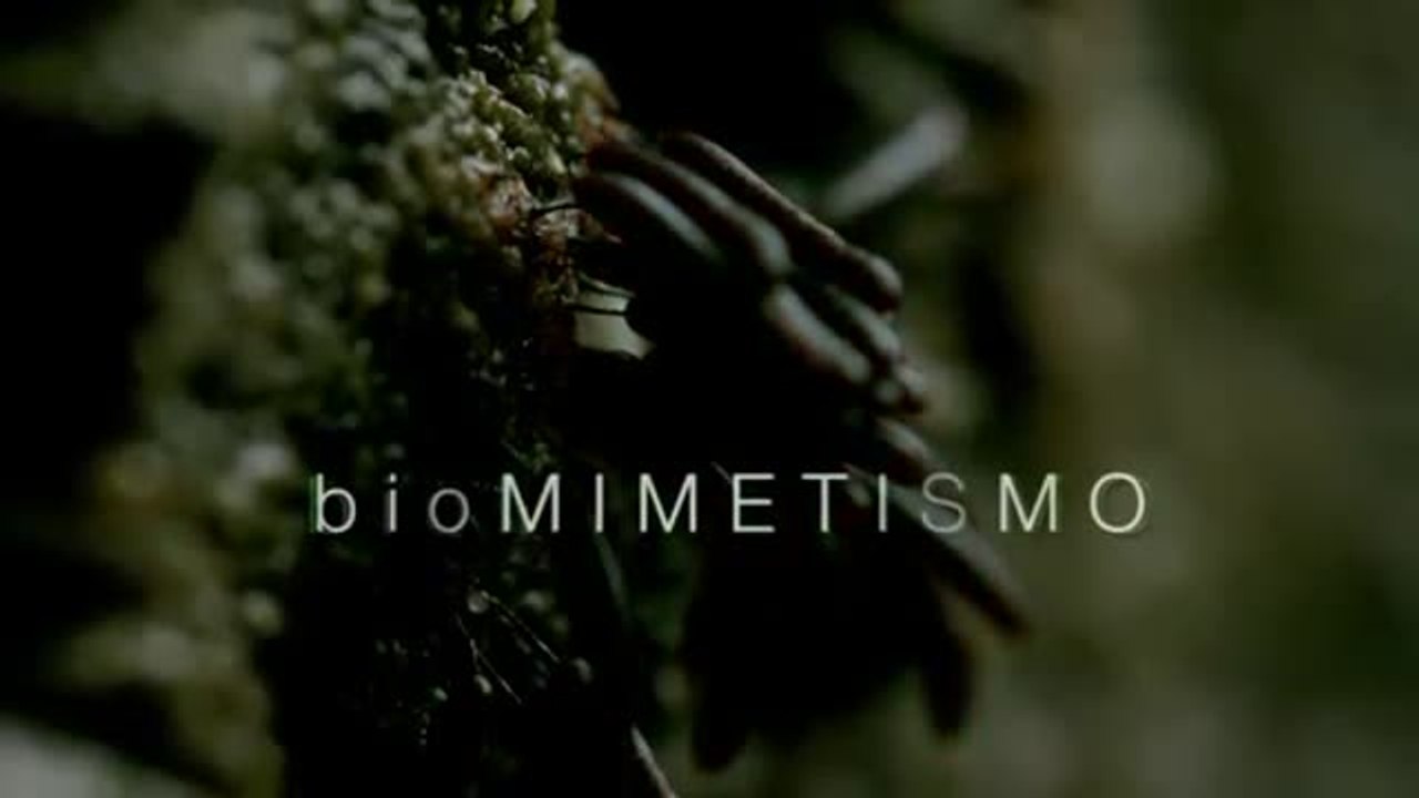 Biomimetismo 16
