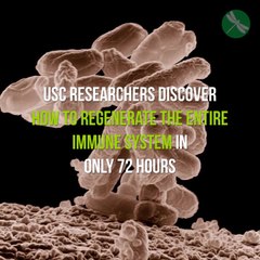 USC Researchers Discover How to Regenerate Your Entire Immune System In Only 72 Hours