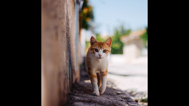 Un pueblo de Nueva Zelanda planea erradicar los gatos domésticos para proteger a los animales nativos