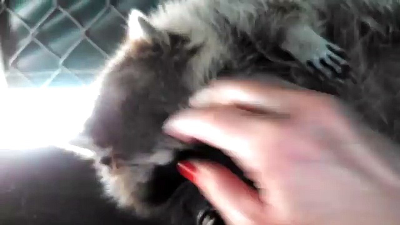 アライグマのモフり方