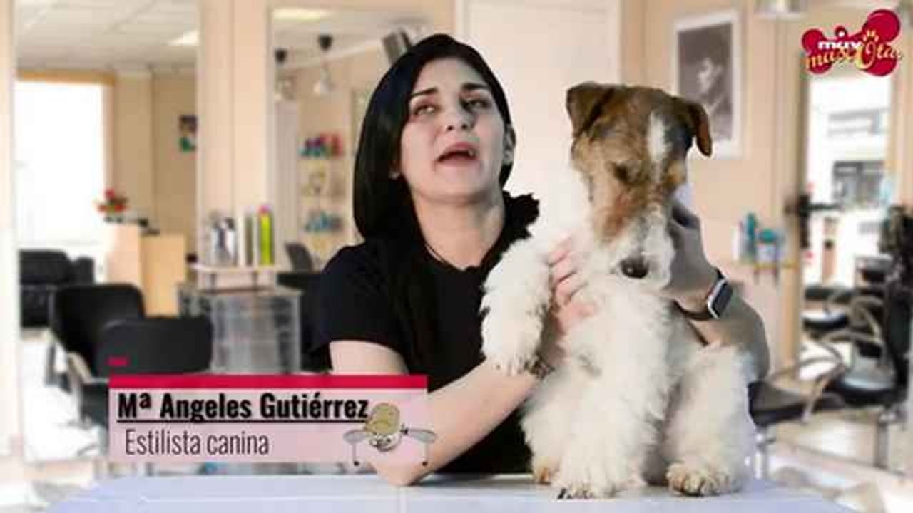 Cómo mantener el pelo de los perros blancos impoluto