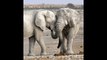 La inteligencia artificial se está usando para salvar elefantes