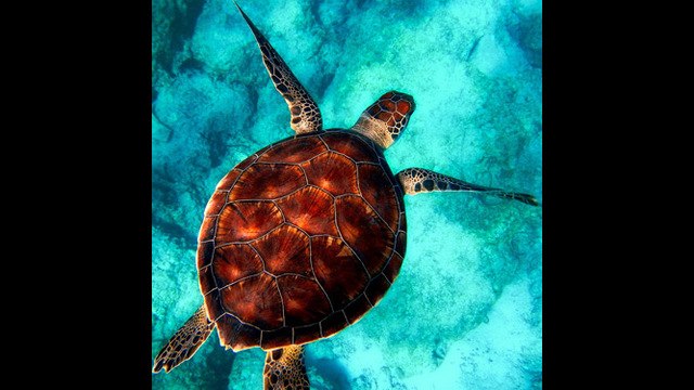 5 curiosidades sobre las tortugas