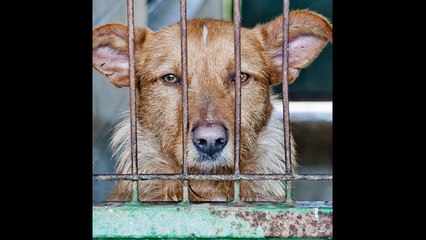 Download Video: Prohibido comer carne mascotas en EE.UU.