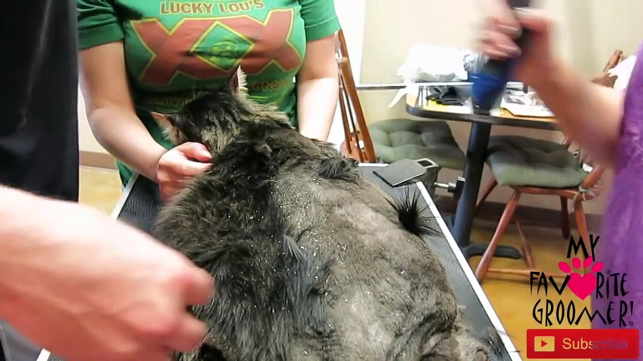 Severely Matted Cat