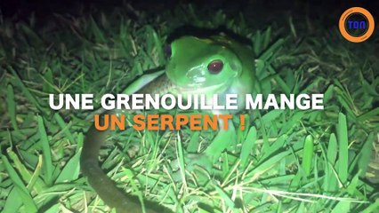 Une grenouille mange un serpent !