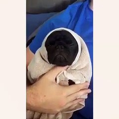 French bulldog looks like ET