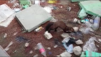 Sulama havuzunda mahsur kalan sansarı vatandaşlar kurtardı - ELAZIĞ