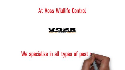 Animal Removal in Lansing, MI