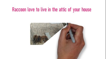 Raccoon Removal in Lansing, MI