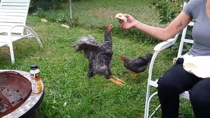 Funniest Pets & Animals of the Week Compilation October 2018 _ Funny Pet Videos