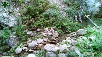 Fotokapan görüntülerimiz: Kurt, Çakal, Sincap, Arap tavşanı, Alakarga