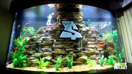 Ty Dolla $ign Loves His Custom Award Worthy Aquarium Tanked