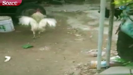 Kümesinden çıkardığı horozun gazabına böyle uğradı