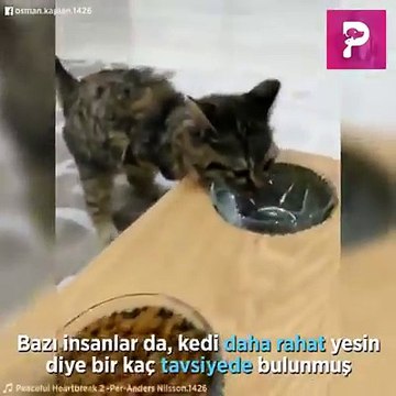 Ön ayakları Olmayan Kesisi için Yapmış olduğu Mama ve Su Düzeneği. Helal Olsun duygu yüklü bir video olmuşInstagram da biz de varız :