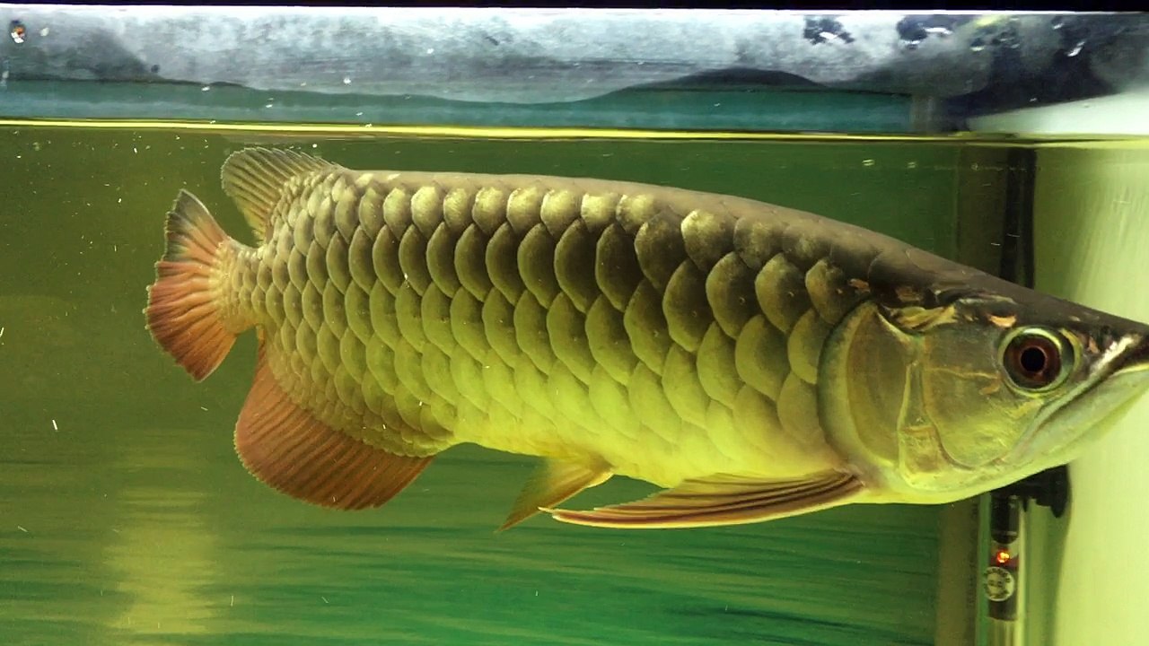 Gold fish