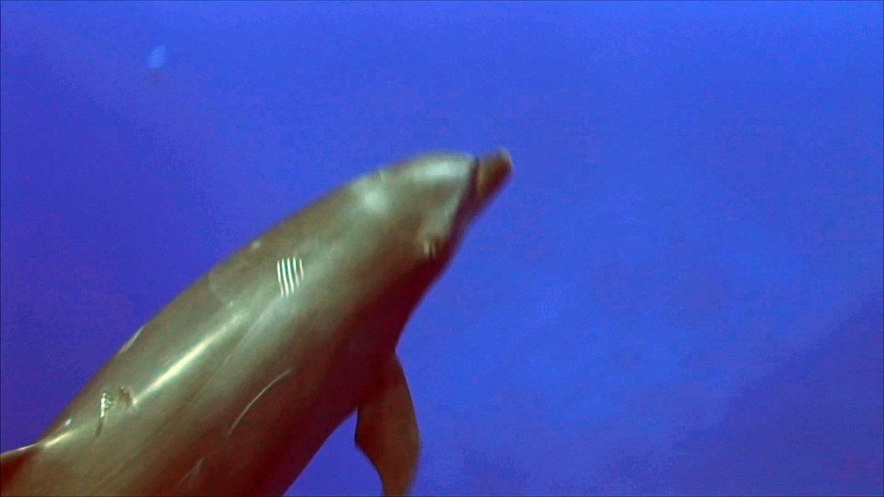 Diving with Dolphin