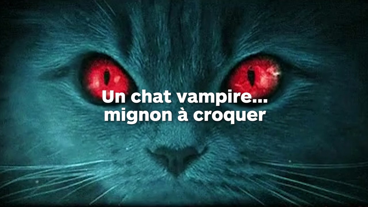 Voici un chat vampire aux crocs de dracula !